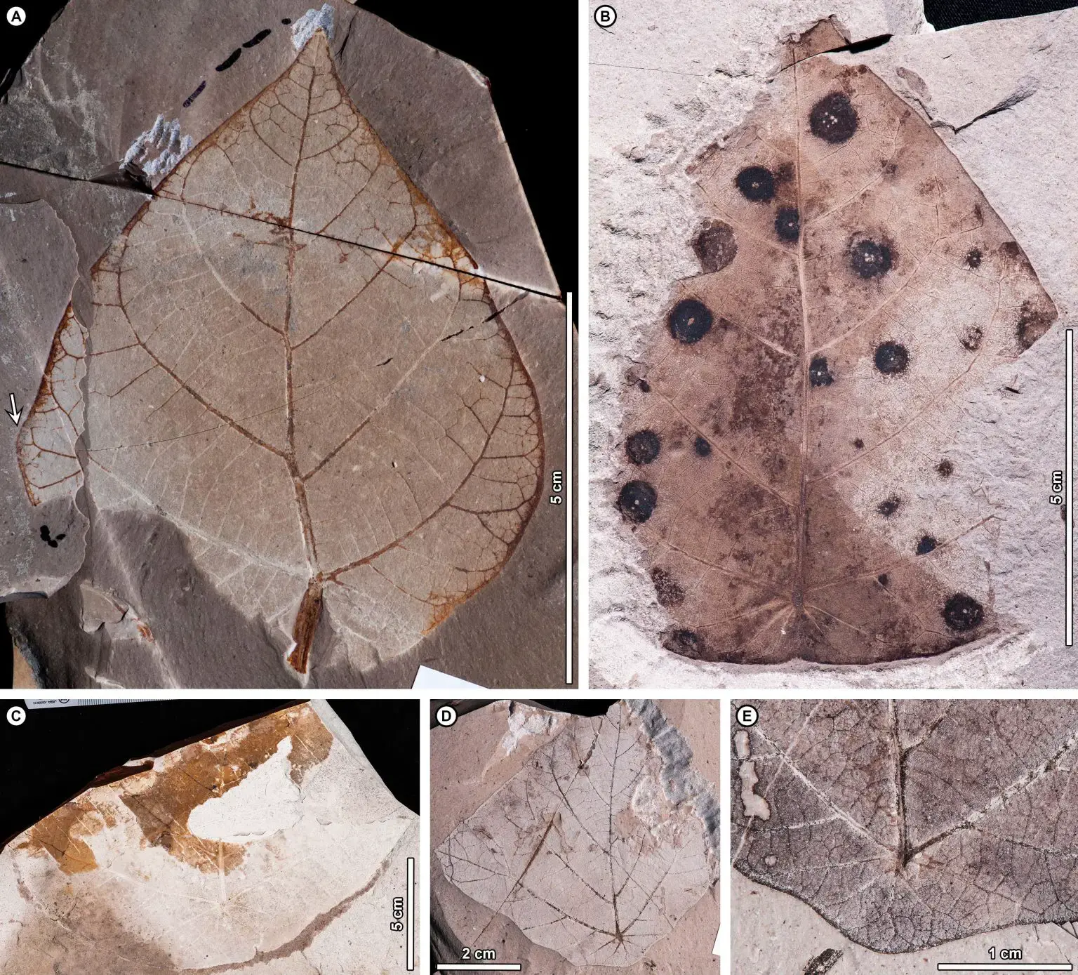 植物化石揭示了其几百万年前从南美洲到亚洲的