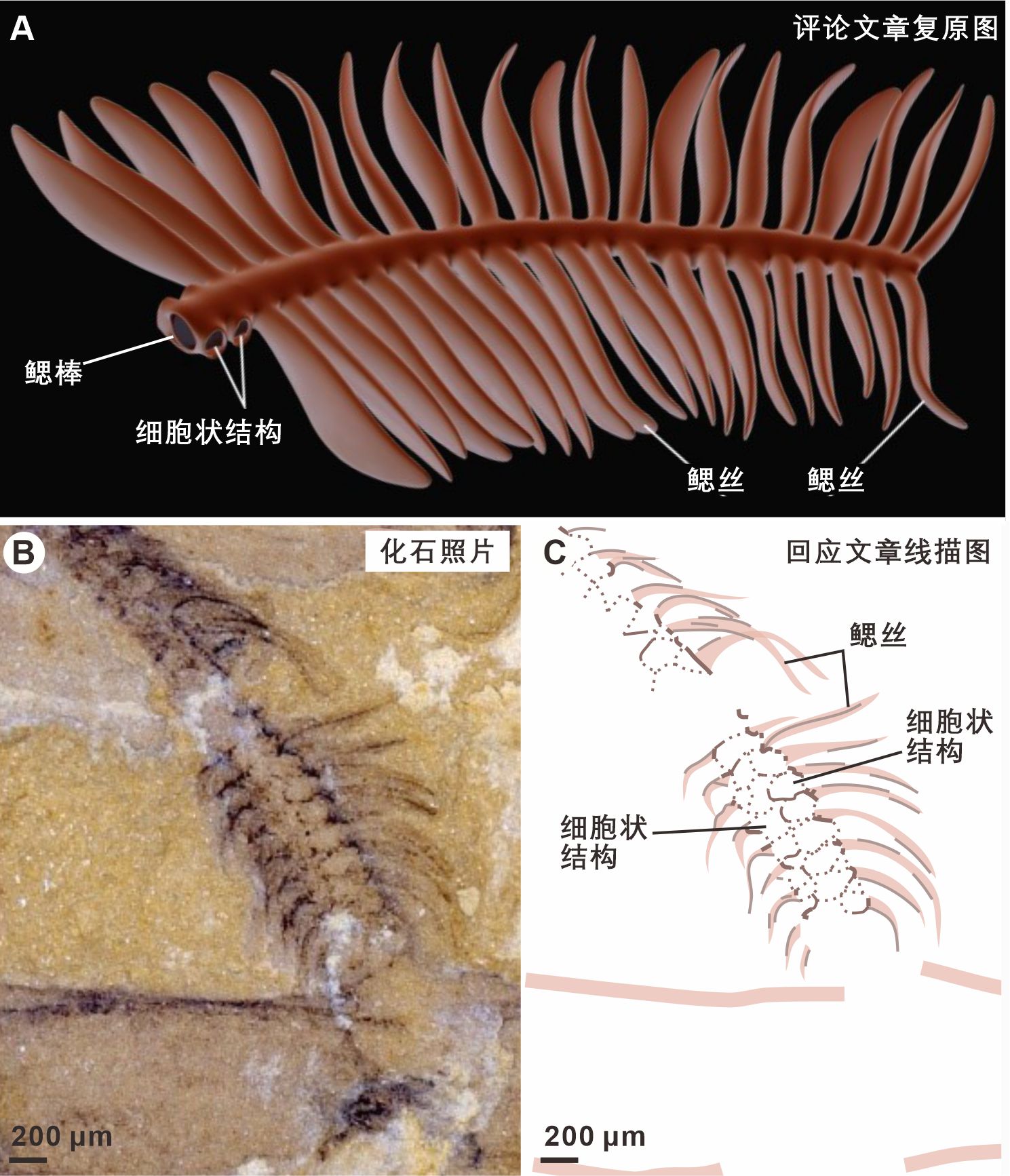 Science����ԭ���������ŶӶ���ƪ�������ϳ����ĵĻ�Ӧ