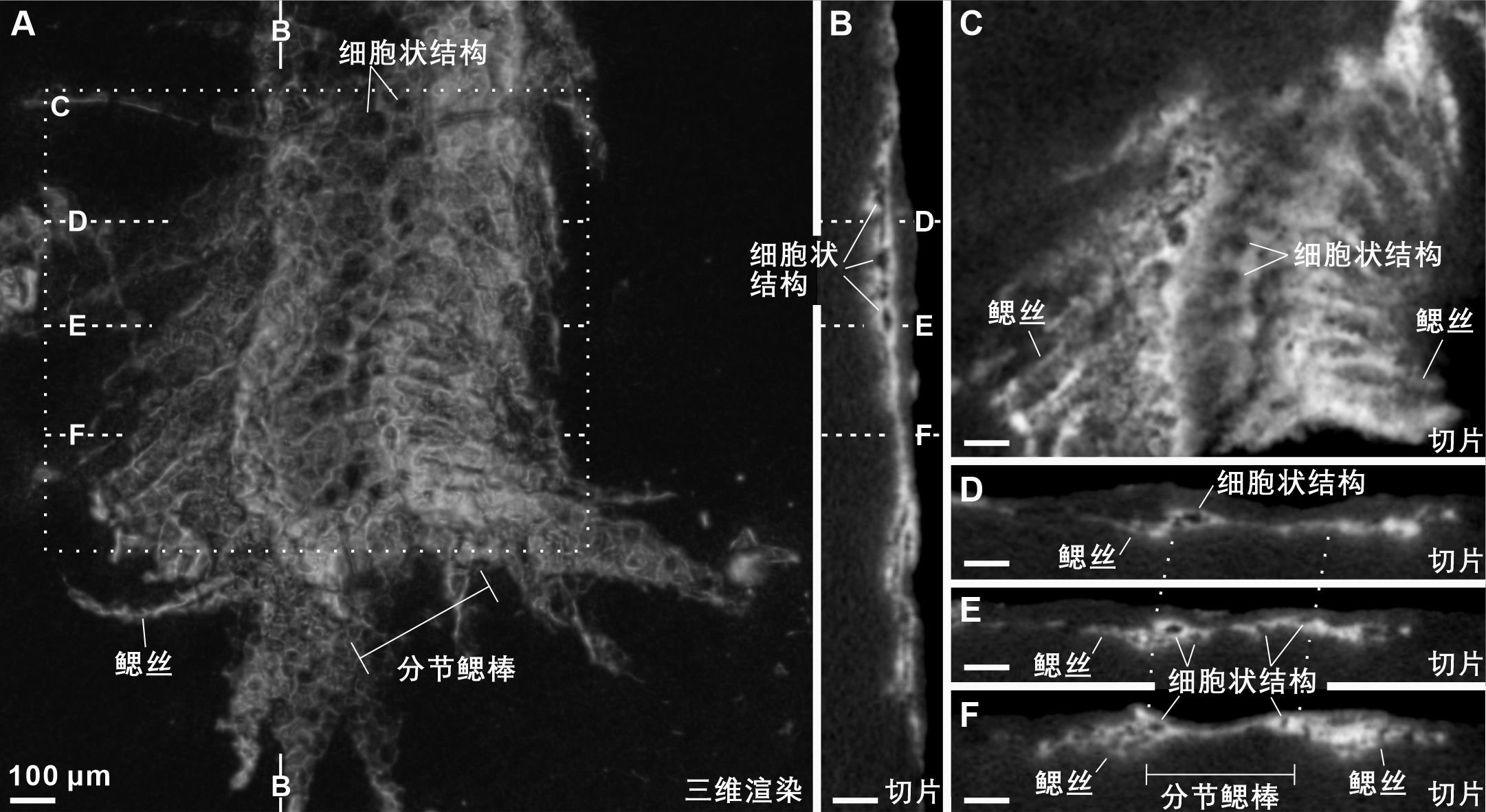 Science����ԭ���������ŶӶ���ƪ�������ϳ����ĵĻ�Ӧ