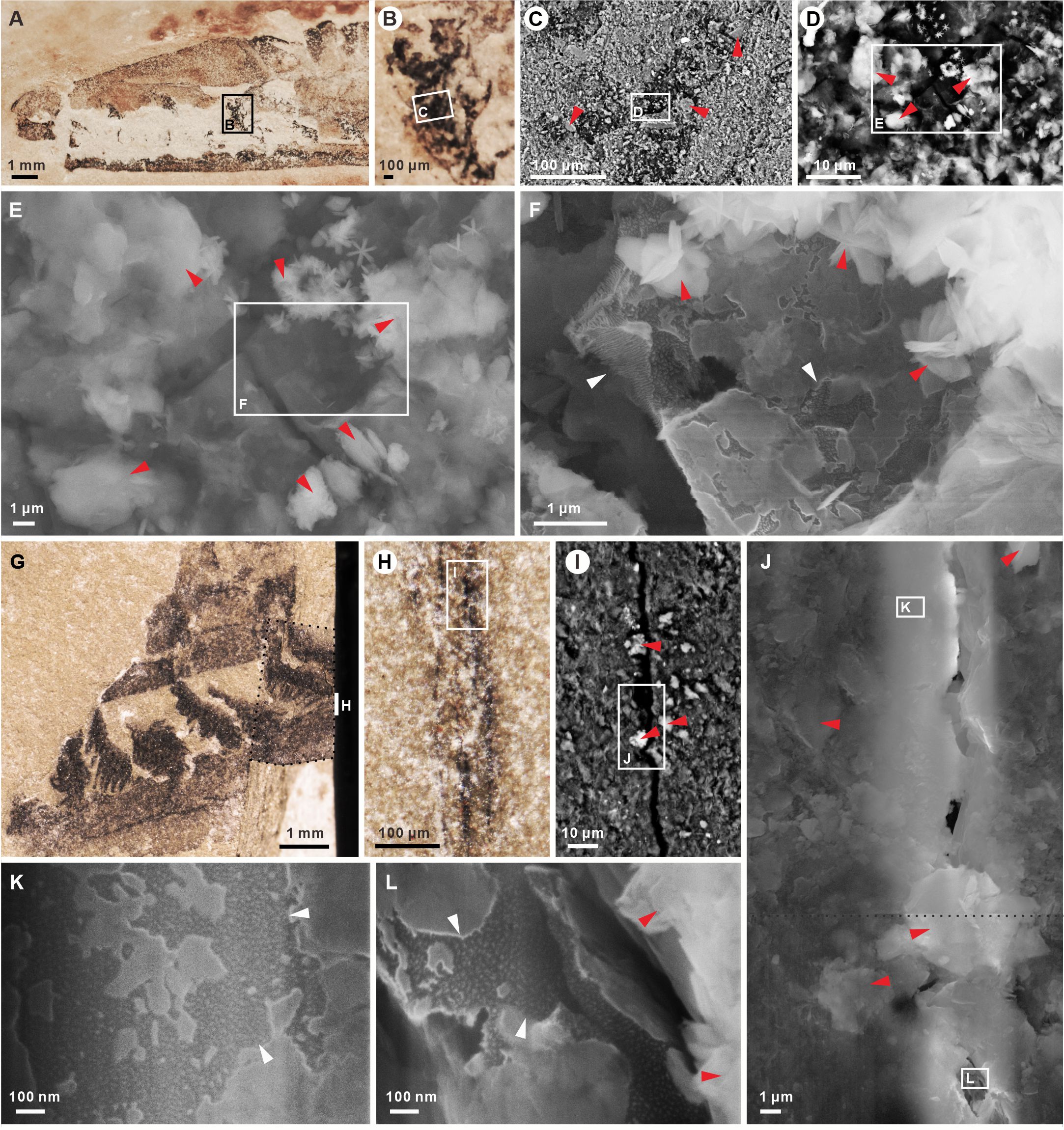 Science����ԭ���������ŶӶ���ƪ�������ϳ����ĵĻ�Ӧ