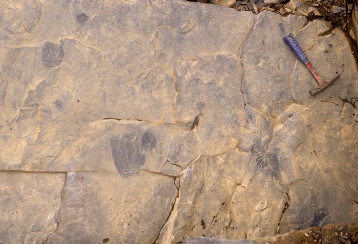 ���ô�����֪����ϵ���Ӿˮĸ����Burgessomedusa phasmiformis