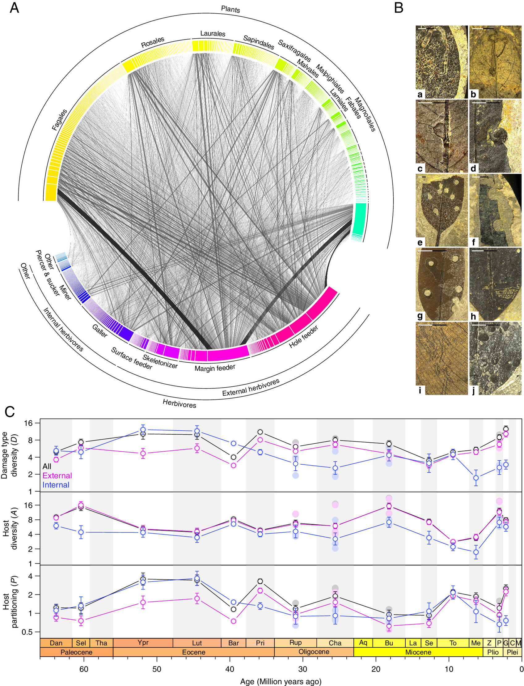 ��ʯ��Ҷ�ϵĽ�ʳ�ۼ��������о���Աʶ���¾޴�ʳ�ݶ�������Ե�����
