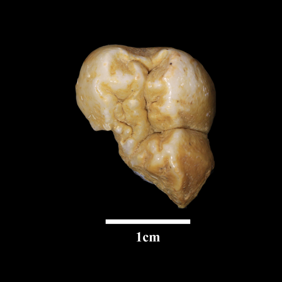 �����������и��������Ͼ�Գ���𴰿��ڵ�һ���춴���鶯��Ⱥ