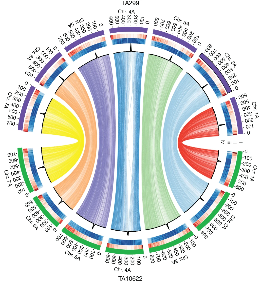 Einkorn������ѧ��ʾ������ϵ�ѱ��С�����ʷ