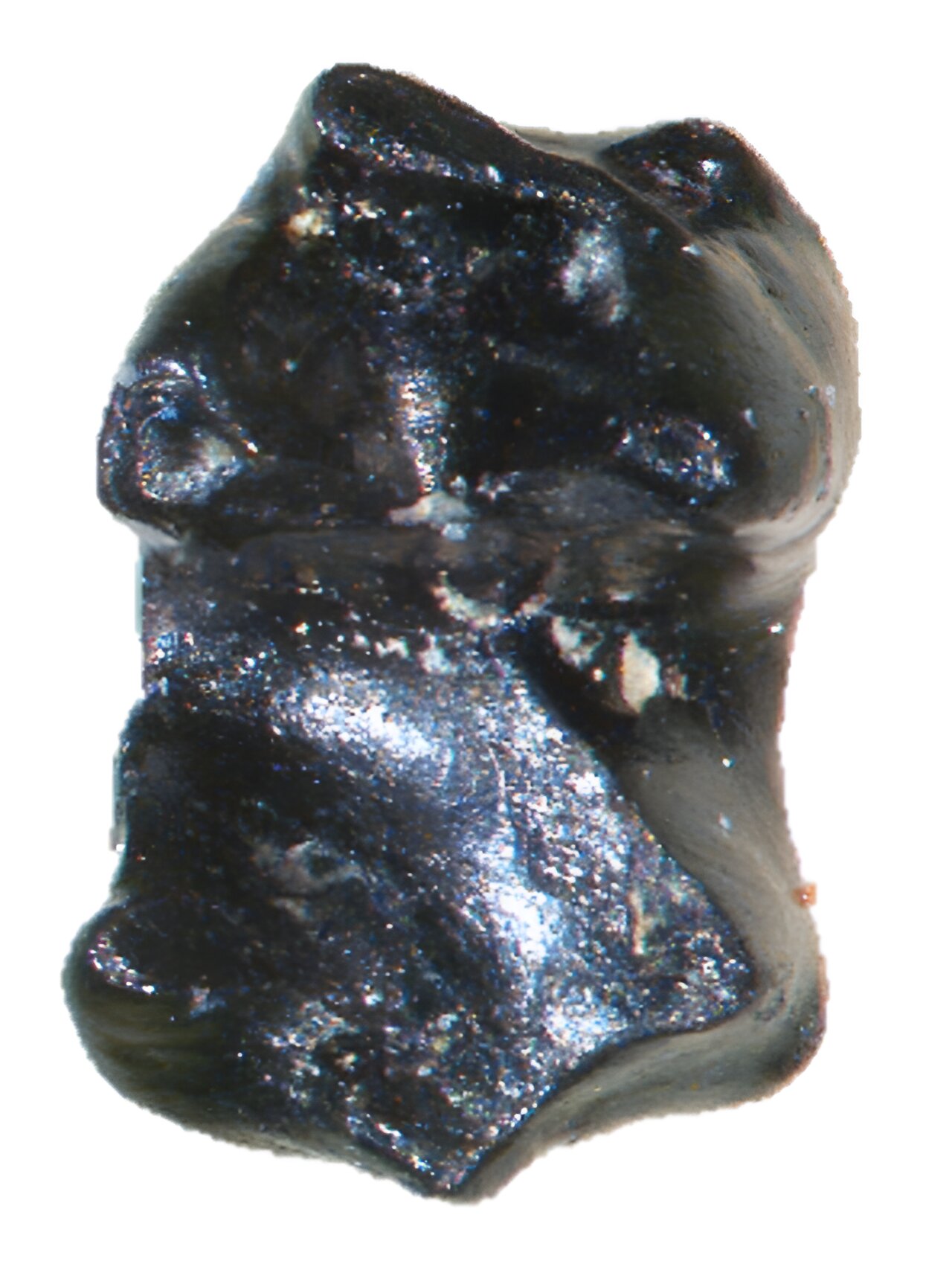 СС���鶯�����Sikuomys mikros�ڿ���ʱ���ı����Ϻ����Ҵ�����