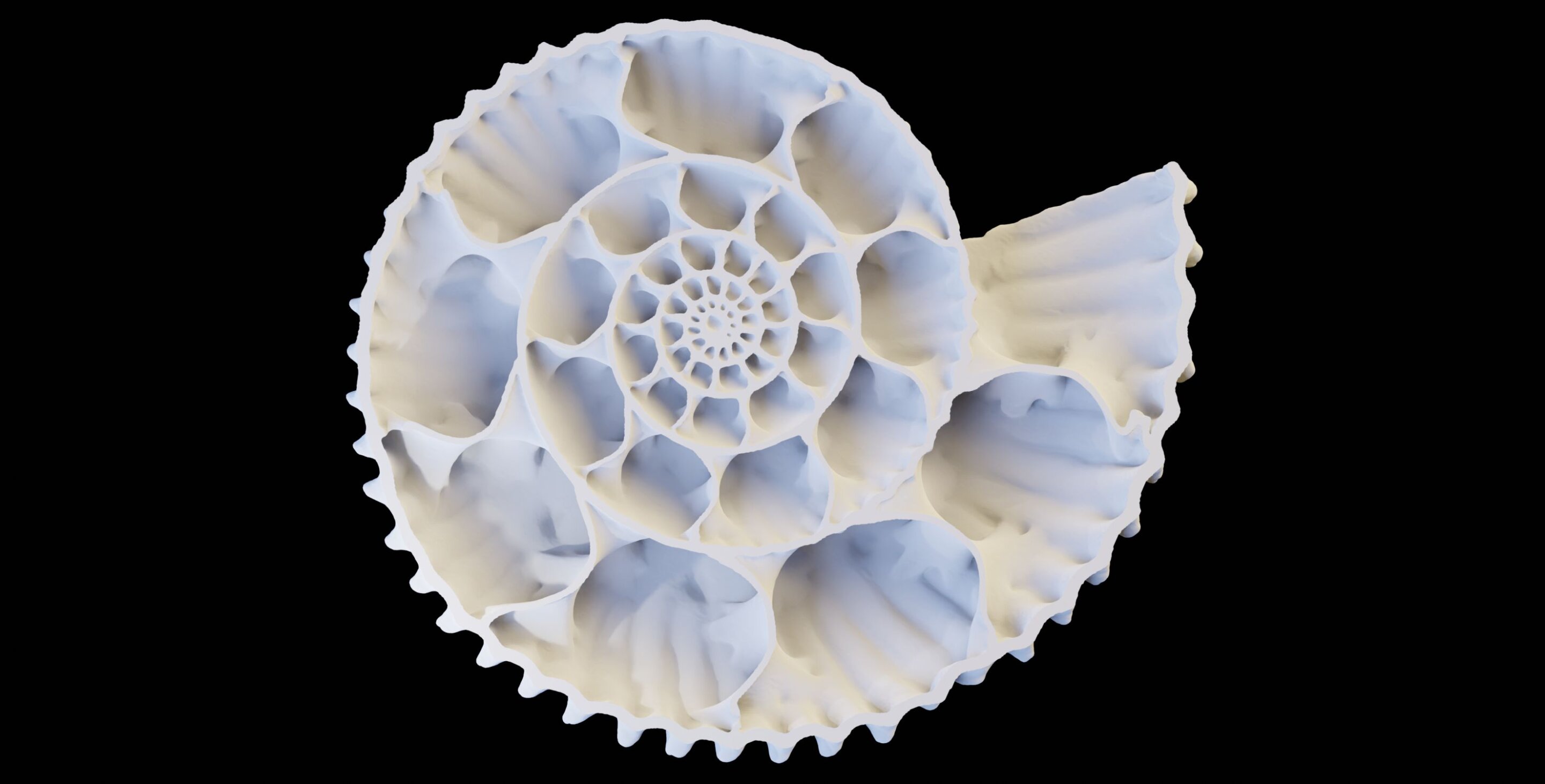 进化的优雅：科学家在菊石壳中将美丽和安全联系起来