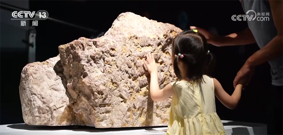 暑期探馆辽宁古生物博物馆：探索化石奥秘 感受古生物演化进程