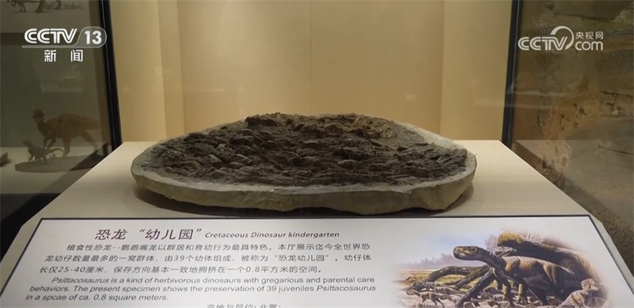 暑期探馆辽宁古生物博物馆：探索化石奥秘 感受古生物演化进程