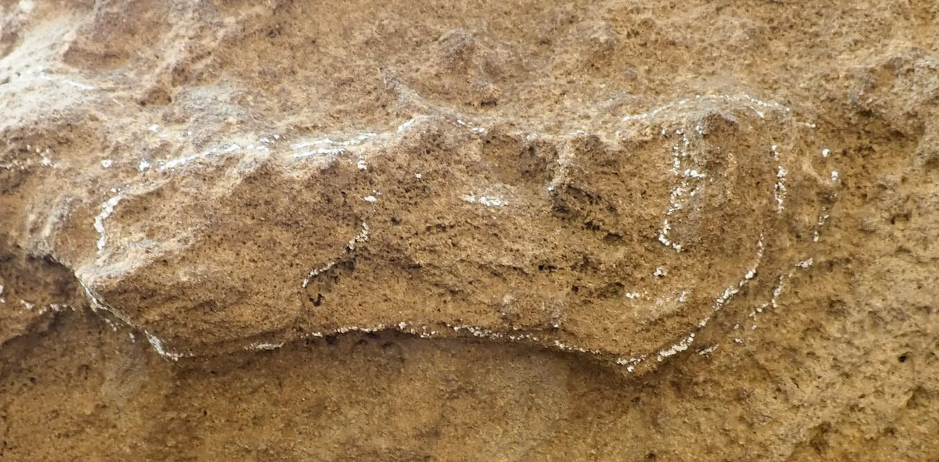 化石足迹的发现和它们告诉我们的