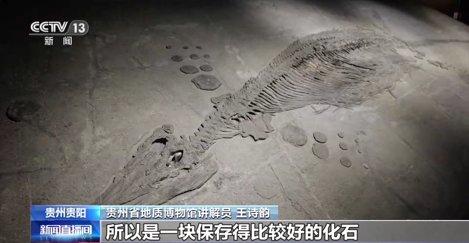 贵州省地质博物馆：探秘古生物“王国” 畅想2亿多年前“繁荣”的海洋世界