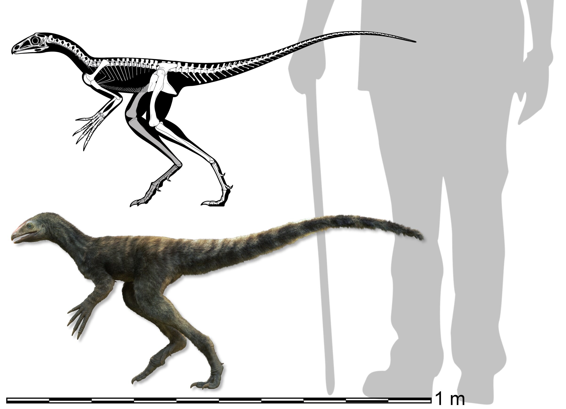 巴西发现2.3亿年前兔蜥化石Venetoraptor gassenae 为翼龙前身物种