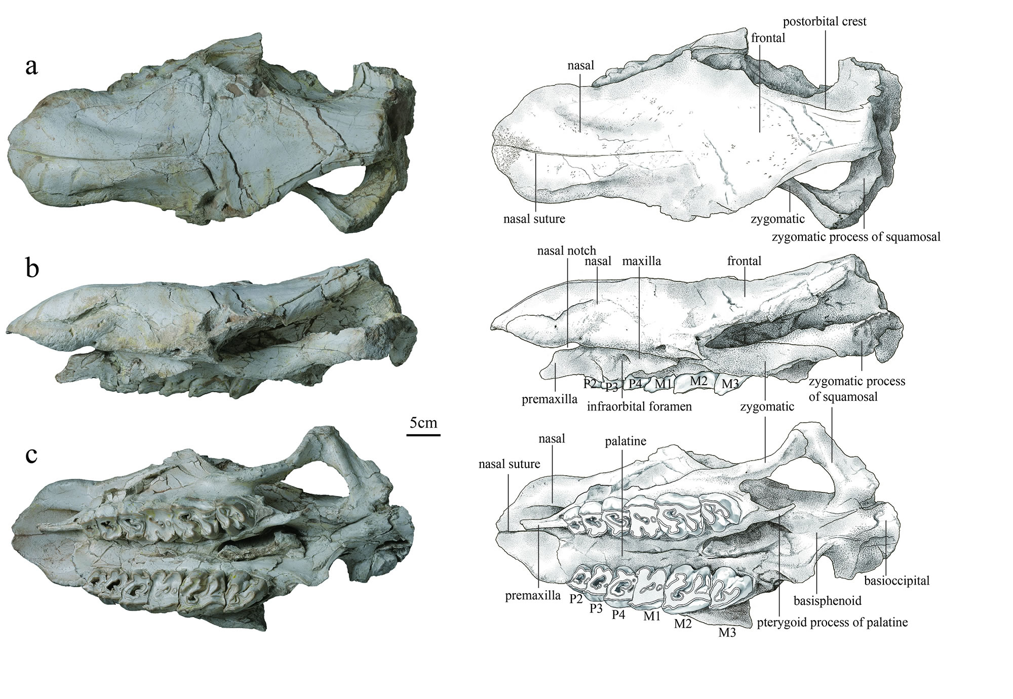 ��������ͬ�ĵĻ�ʯ��ʾ���Ϭ�ǽ��ݻ�֮��