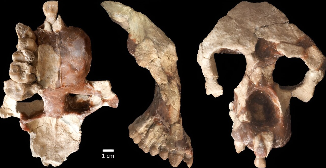 土耳其发现的870万年历史新古猿化石 挑战长期以来公认的人类起源观点
