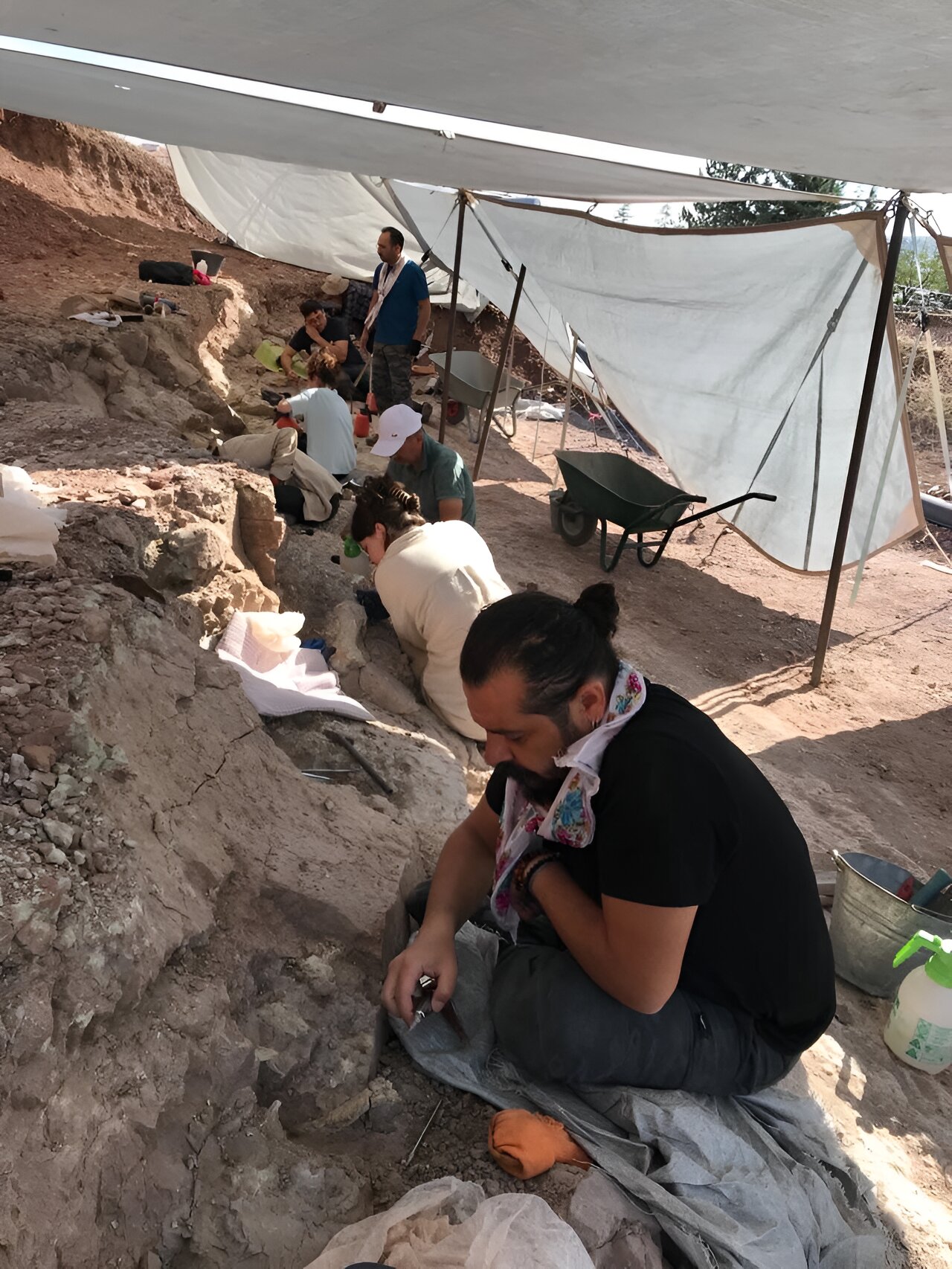 土耳其发现的870万年历史新古猿化石 挑战长期以来公认的人类起源观点
