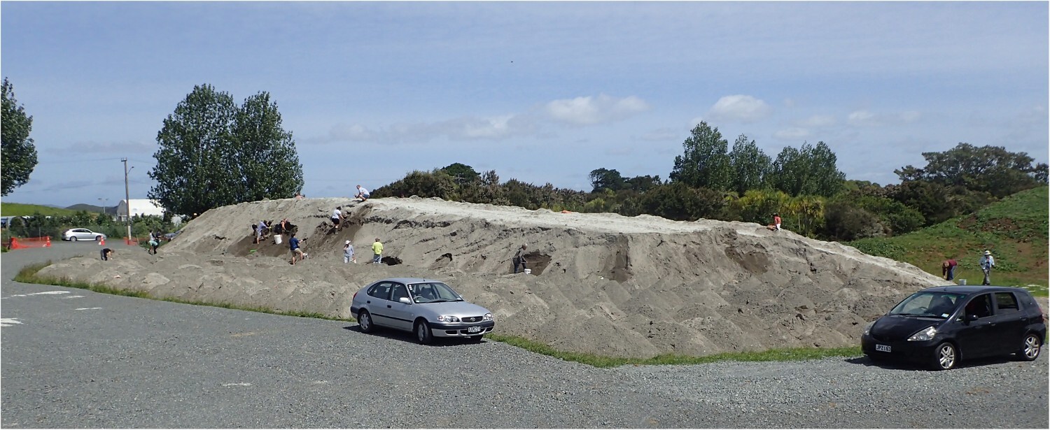 新西兰奥克兰污水管道挖掘揭示“化石宝库”