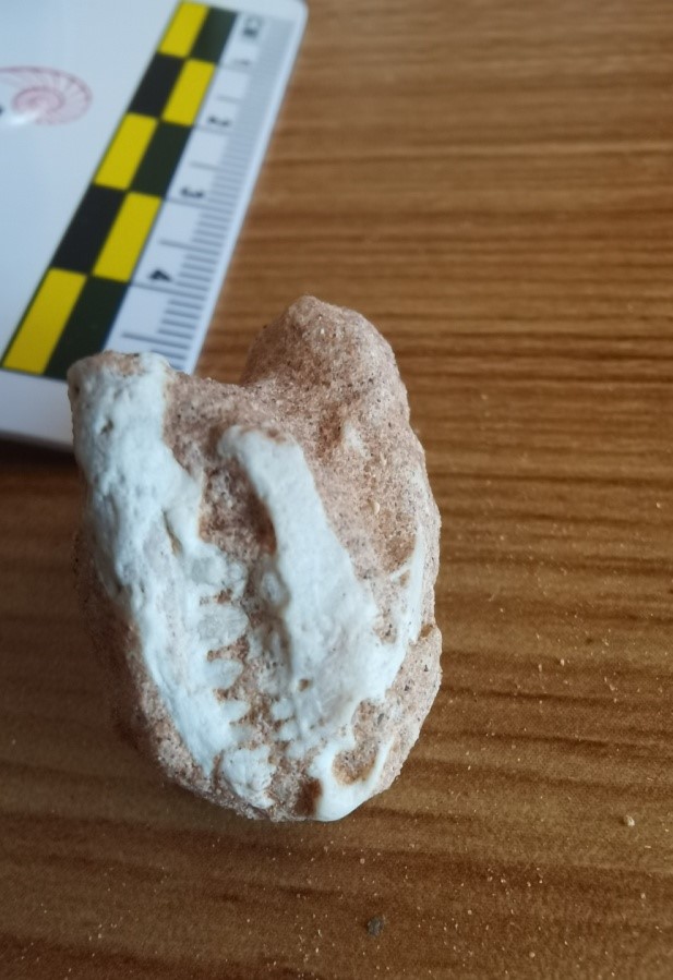 巴彦淖尔市乌拉特后旗发现白垩纪蜥蜴化石——硕齿亚当蜥