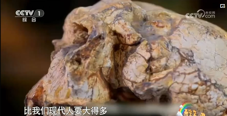 郧县人3号头骨化石重大发现走进央视《开学第一课》