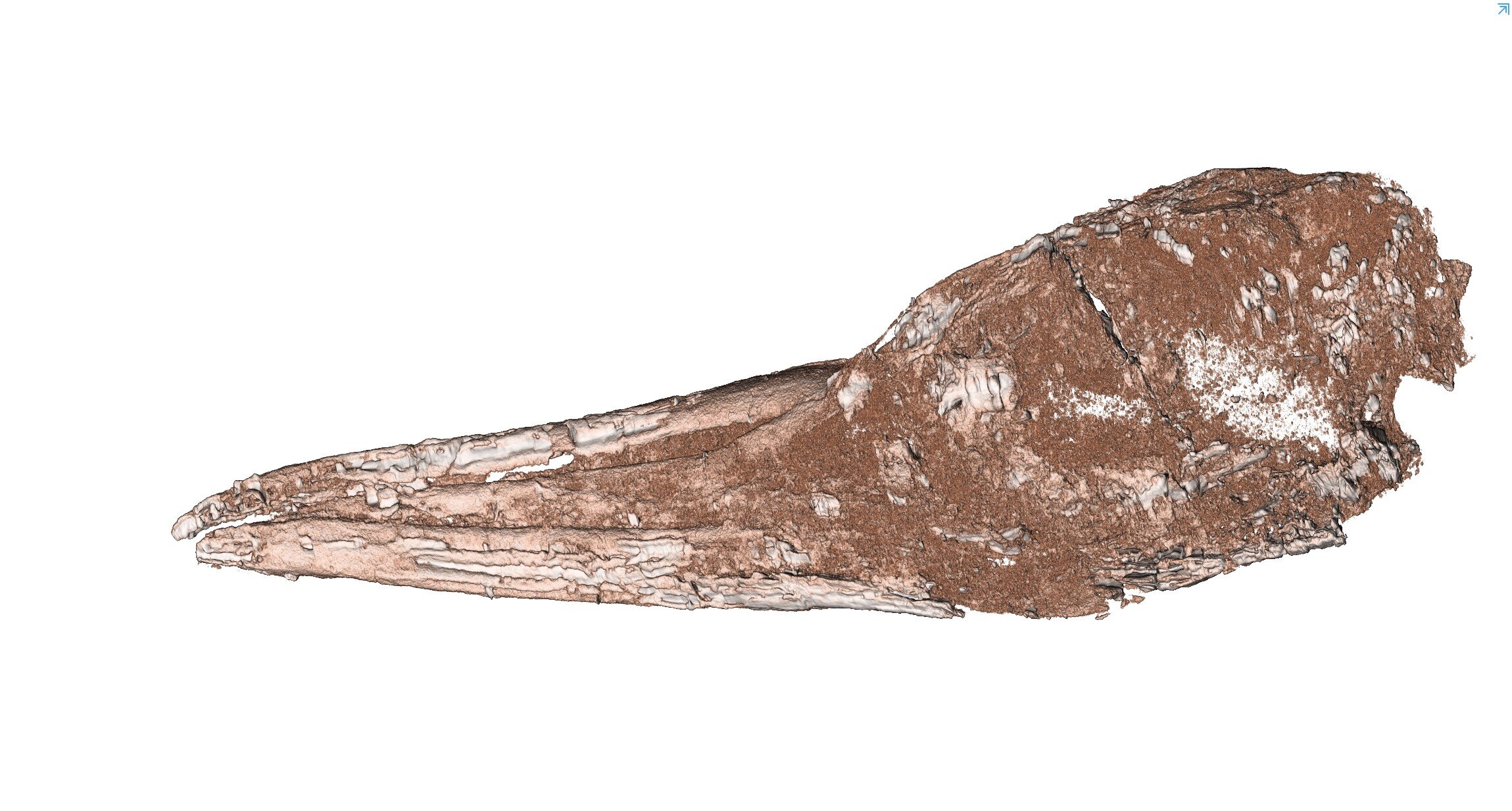 新的化石物种表明热带鸟类起源于新西兰