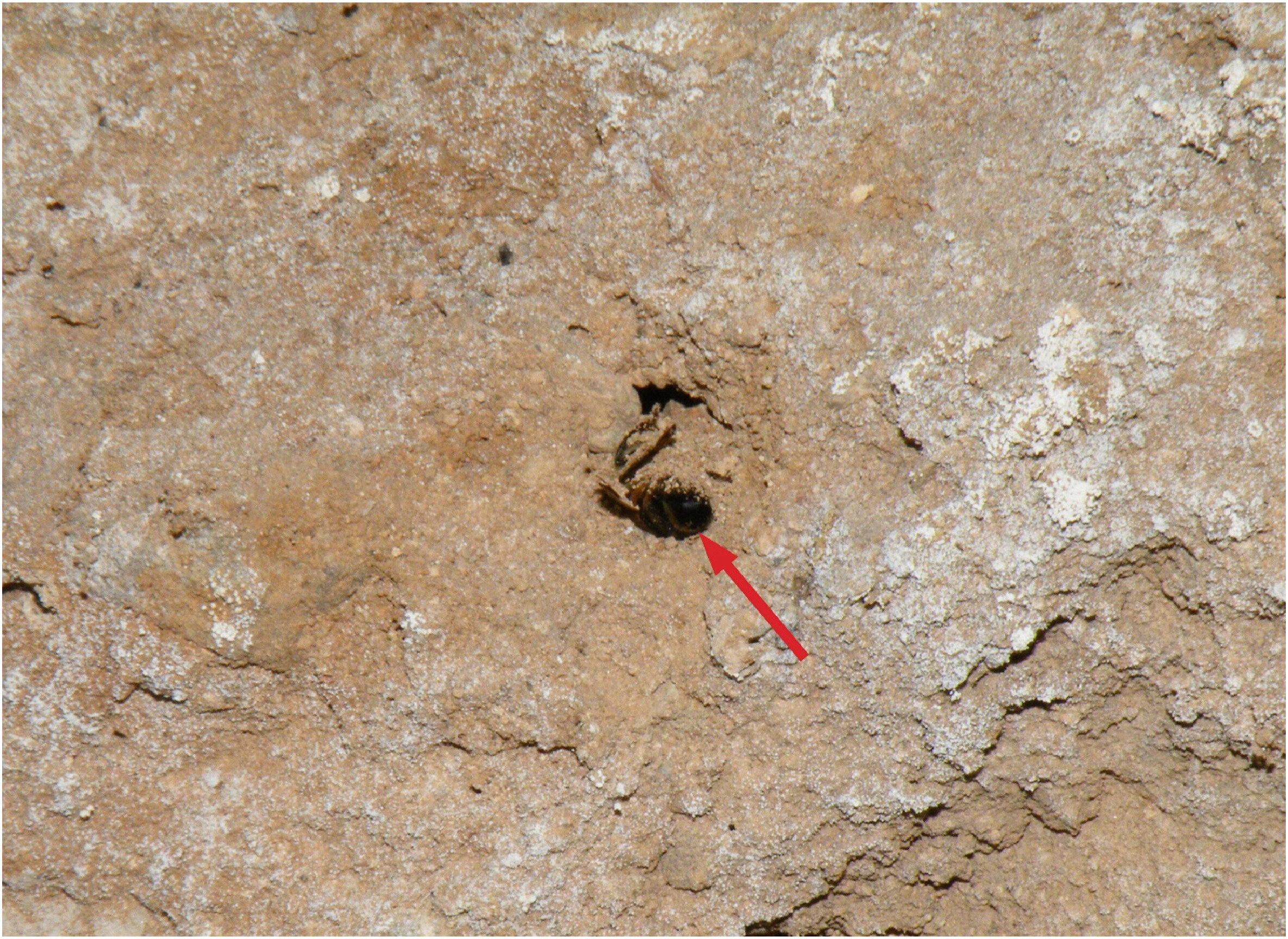 �Ŵ��۷䶴Ѩ��������Ǹ��õ��˽��ᰲ������