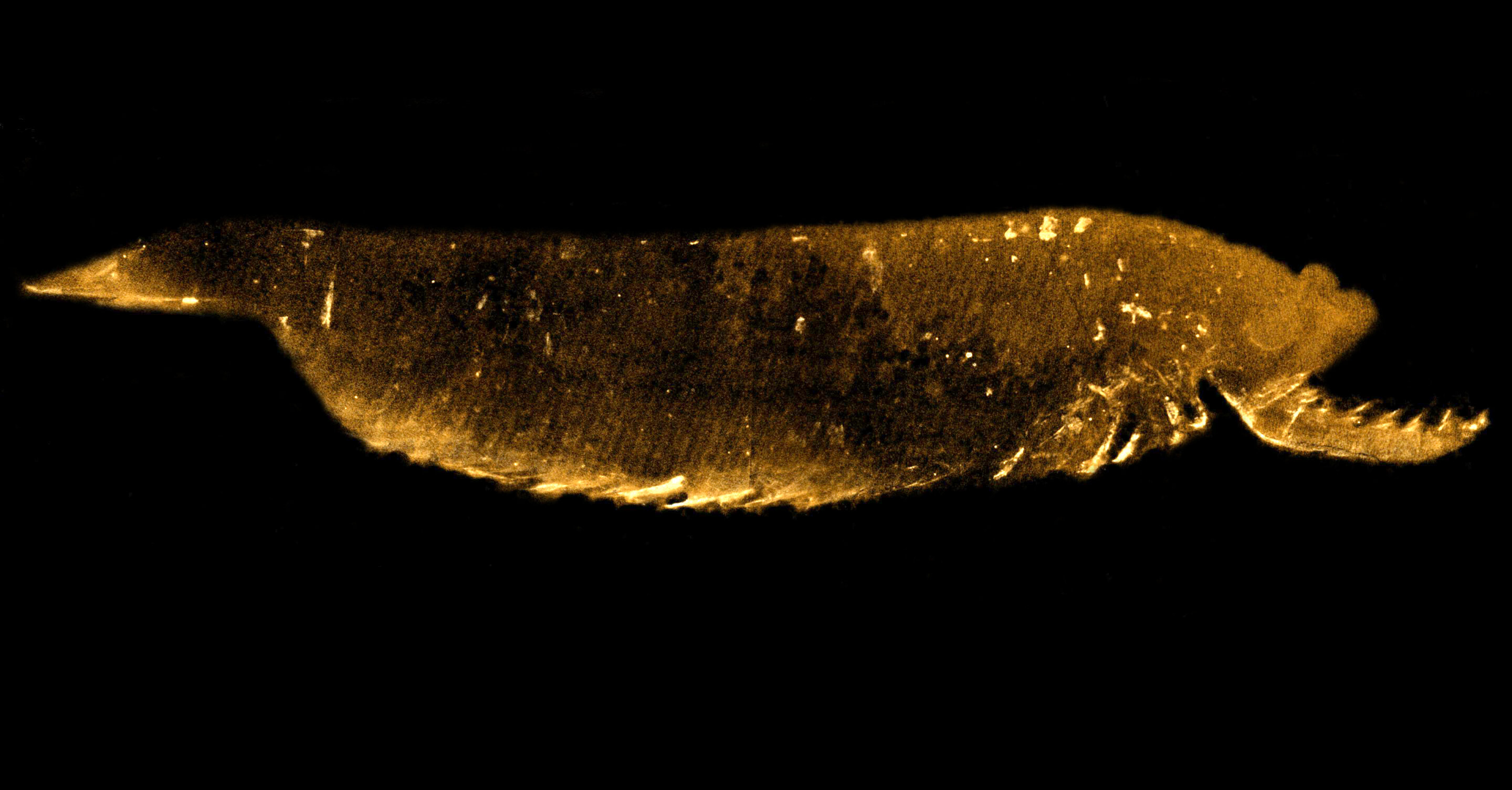 章氏麒麟虾:昆虫和甲壳类动物的三只眼远亲揭示了早期动物进化的细节