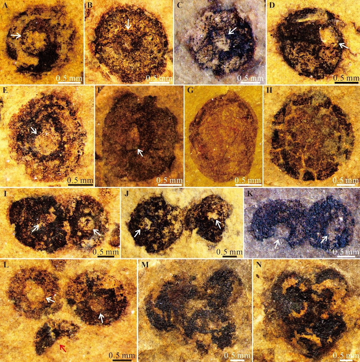 �о���ʾ����;߿��ڵ�Բ��״��ʯΪ���������