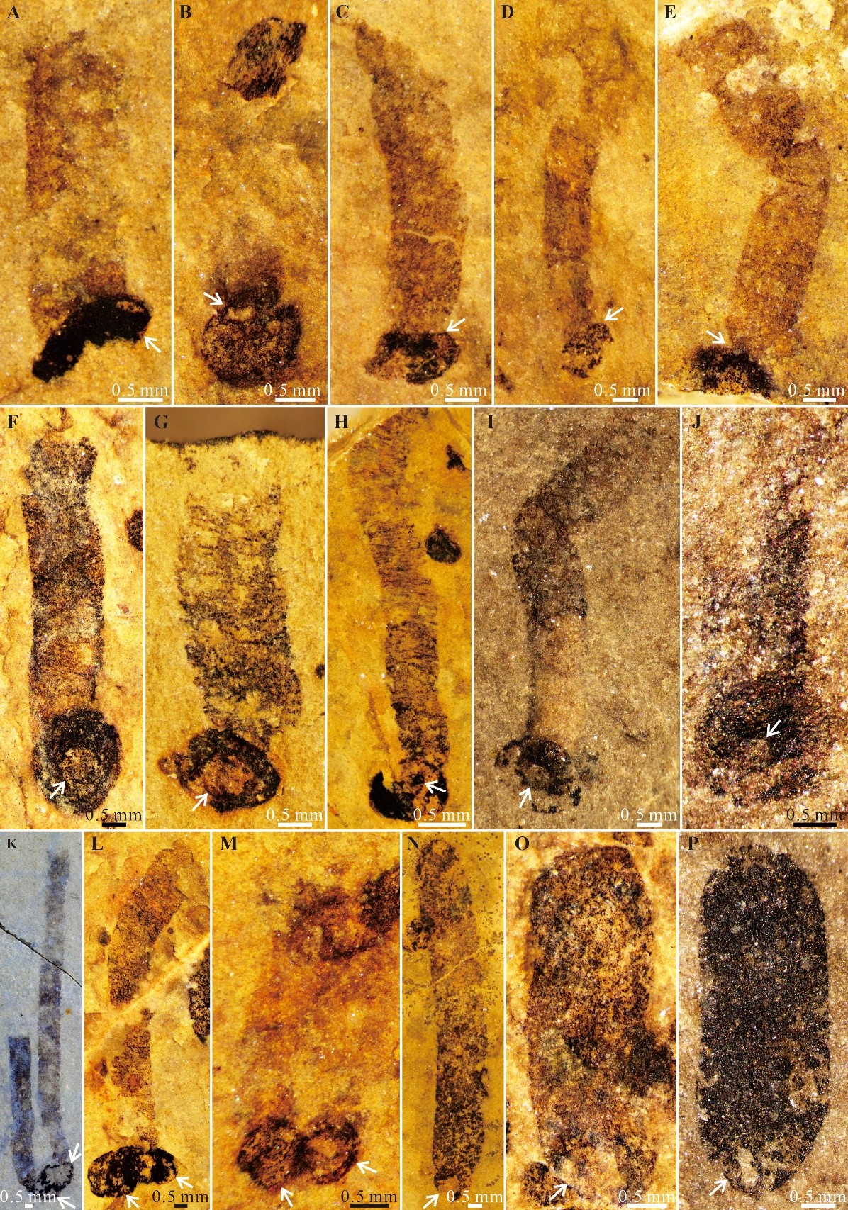 �о���ʾ����;߿��ڵ�Բ��״��ʯΪ���������