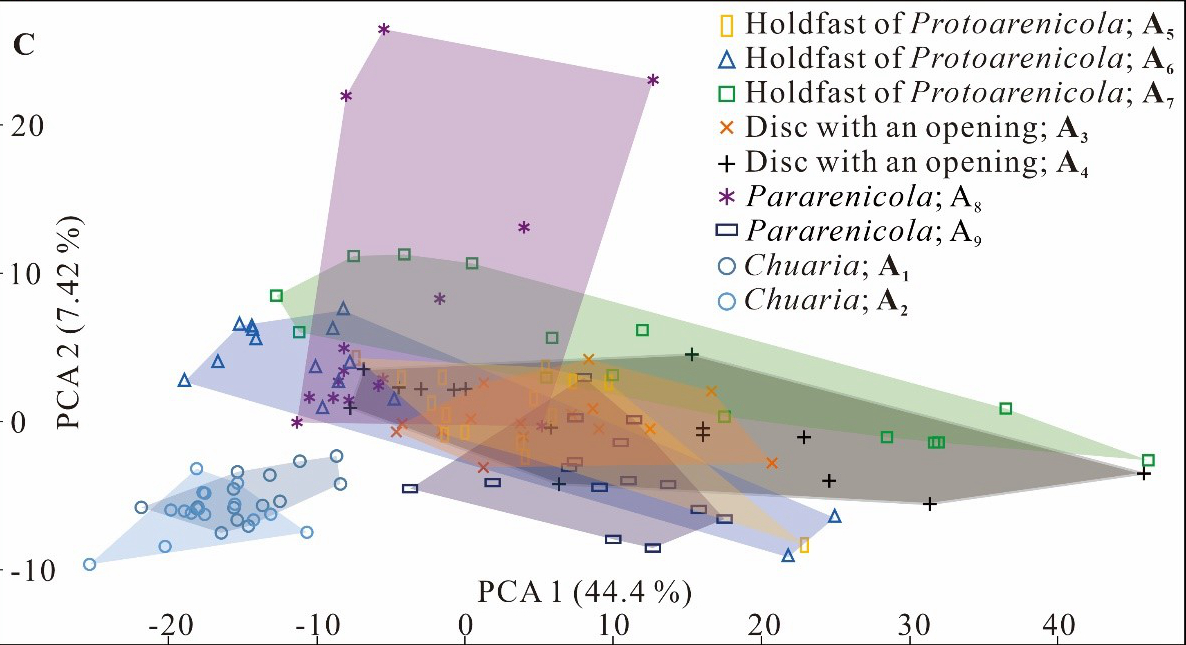 �о���ʾ����;߿��ڵ�Բ��״��ʯΪ���������