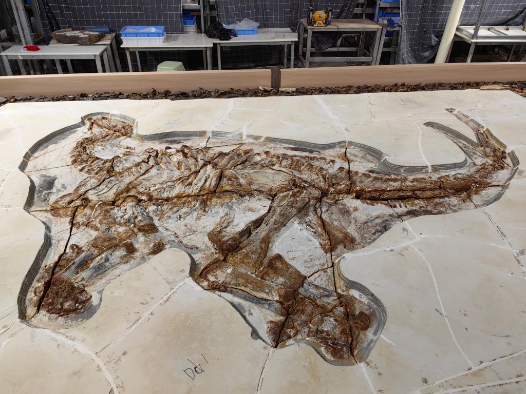 河北省承德市丰宁满族自治县发现1.3亿多年前的剑龙类皮肤化石