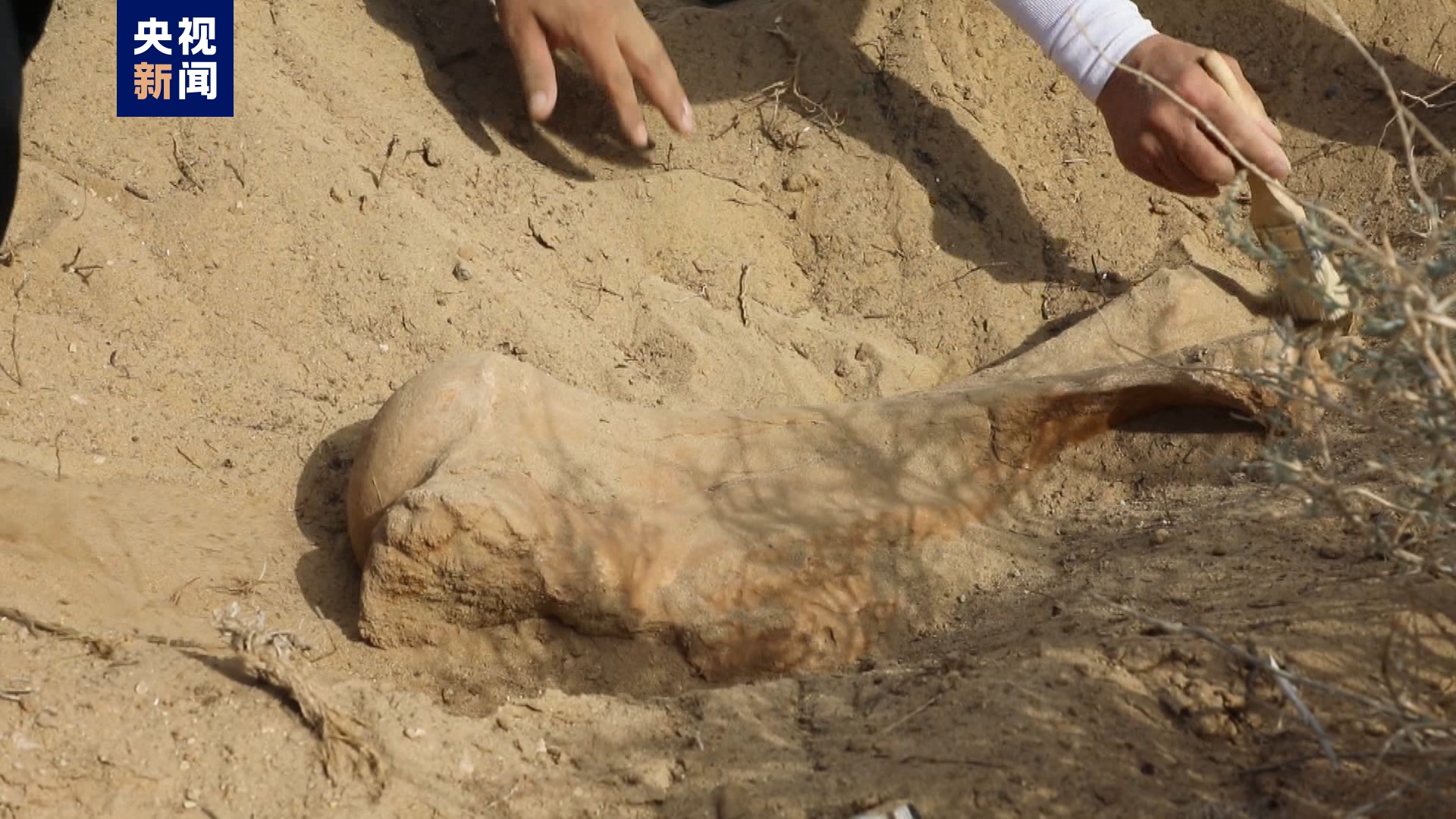 内蒙古苏尼特左旗发现约1500万年前铲齿象肱骨化石