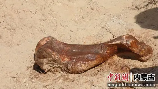 内蒙古发现距今约1500万年的铲齿象肱骨化石