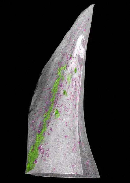 加州理工学院研究发现鱼类如何进化出保护性骨鳞