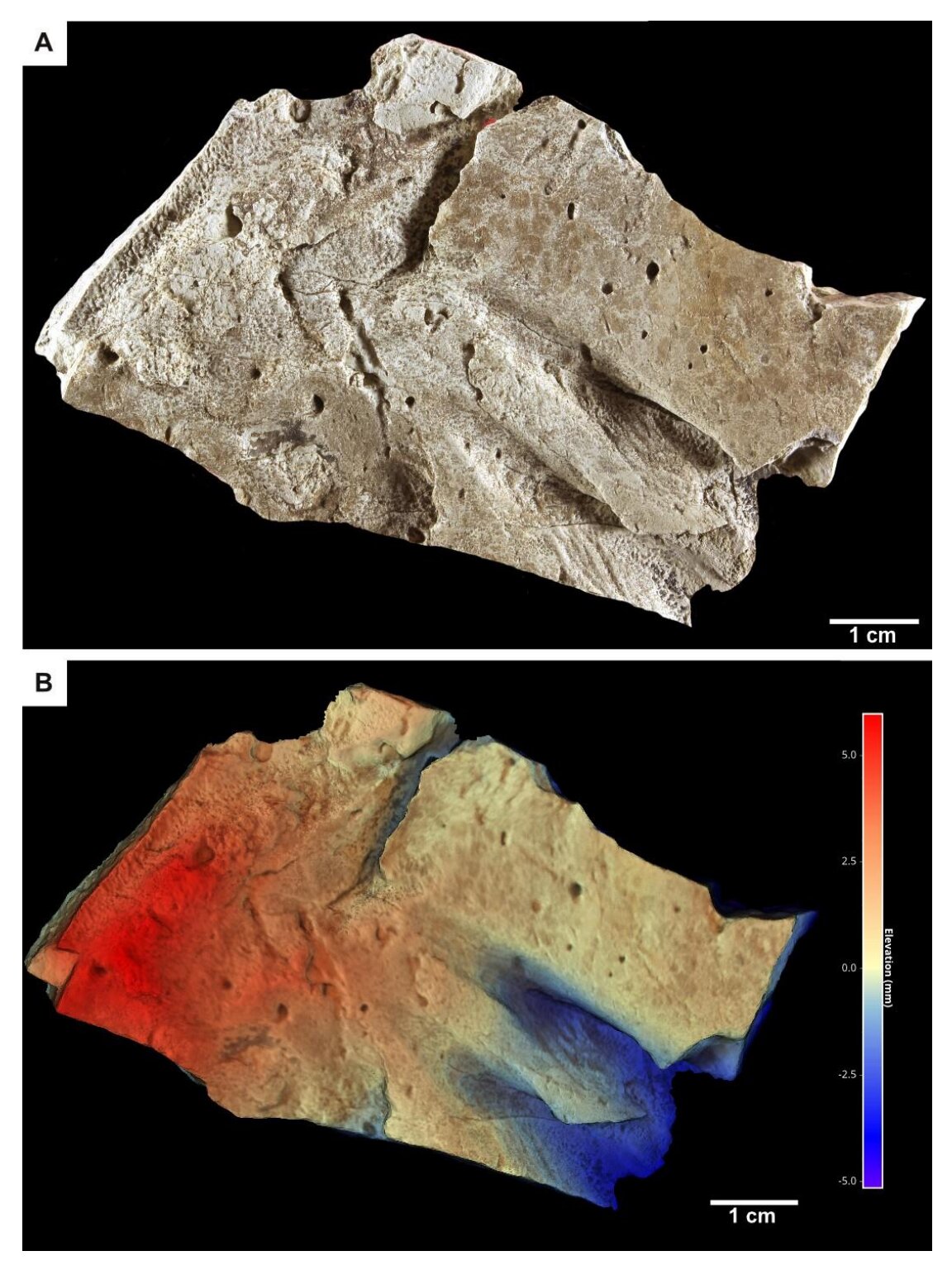 不寻常的遗迹化石揭示的最早的深海脊椎动物