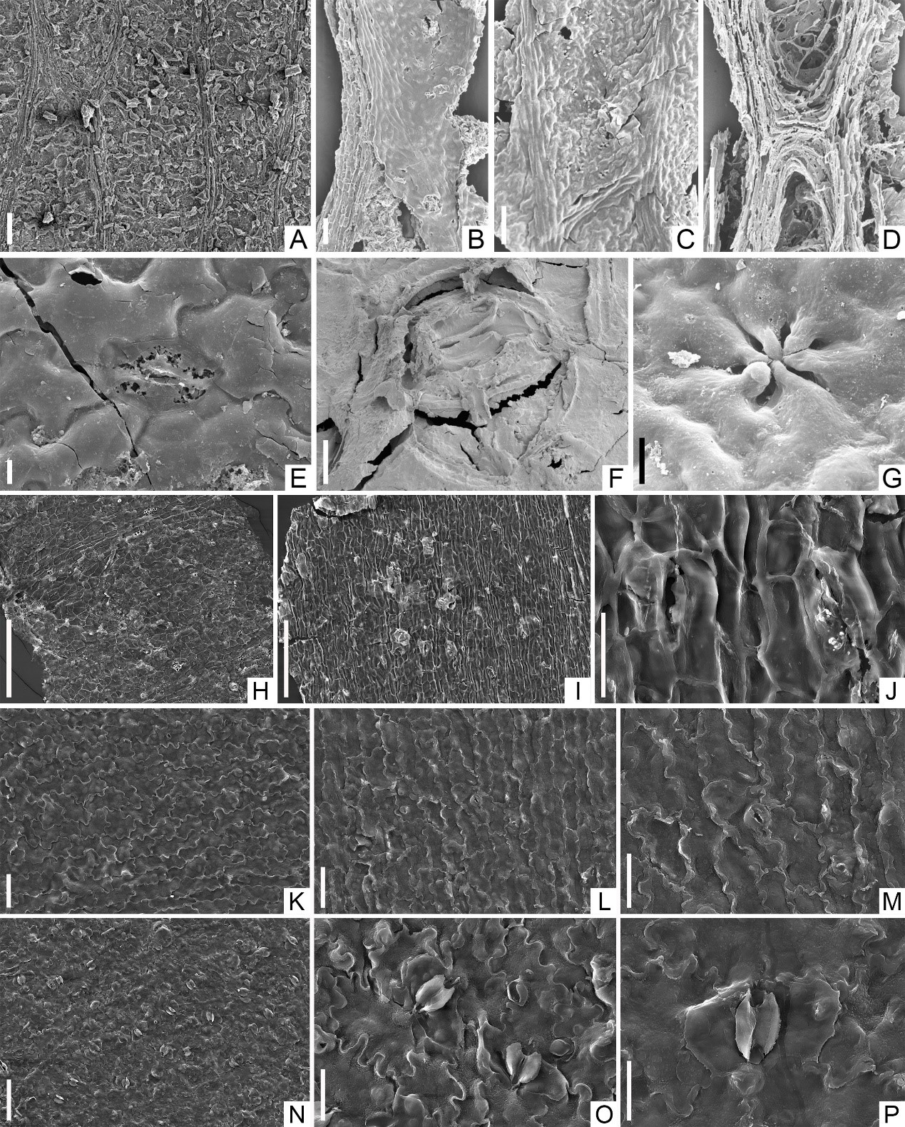 叶脉特征和角质层结构揭示裸子植物化石系统学与演化新认识