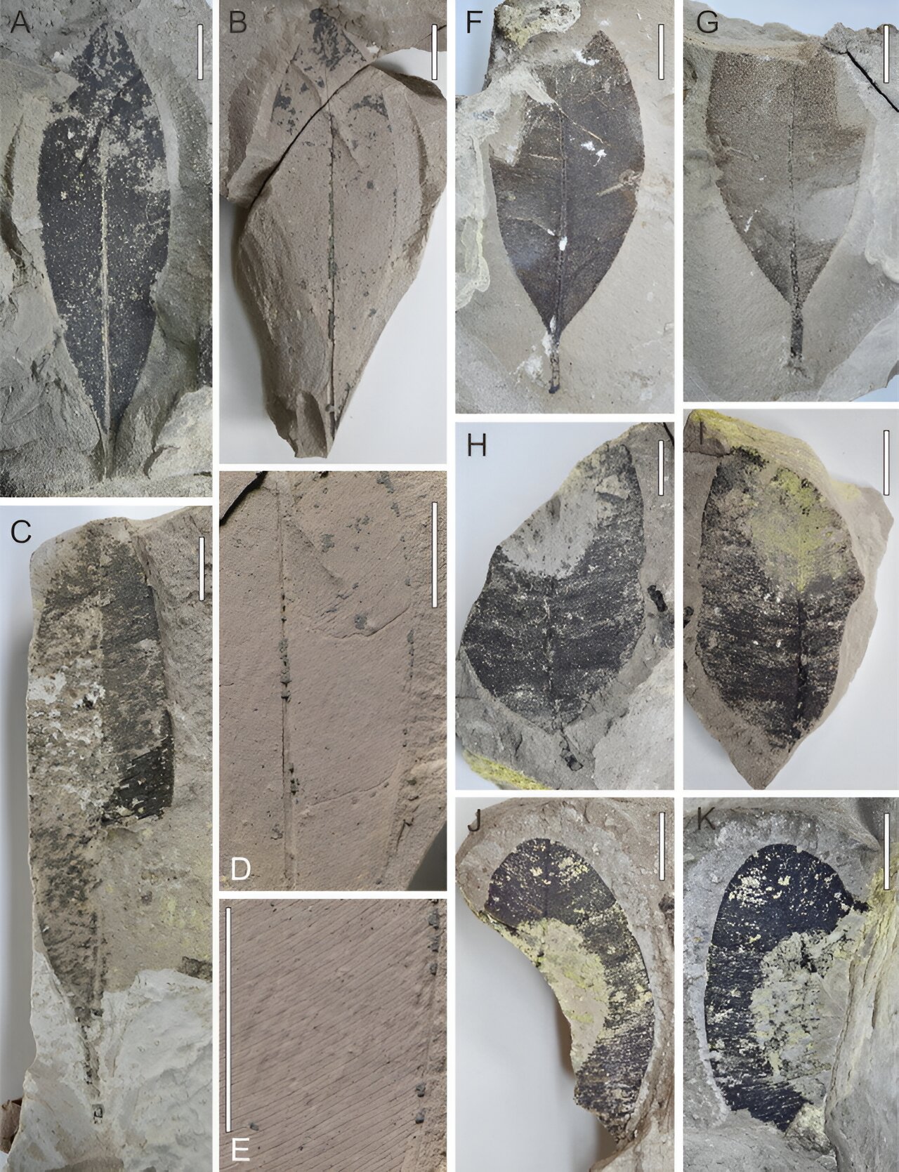 泰国首次发现厚壳属大型化石记录