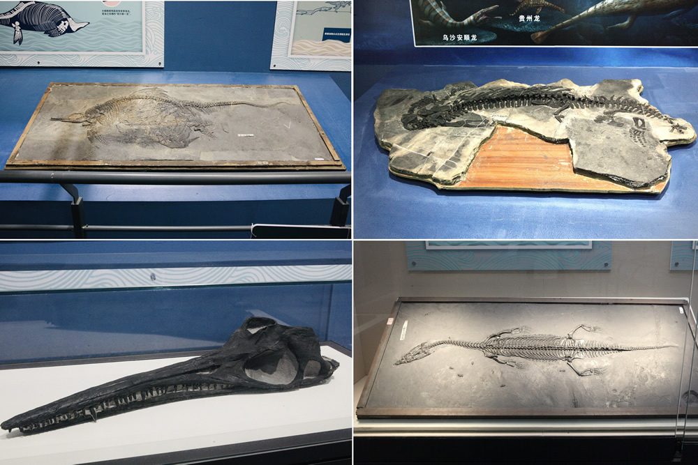 ����Ծǭ���������������͵ĺ������硱չ���ڹ�����Ȼ�������������չ