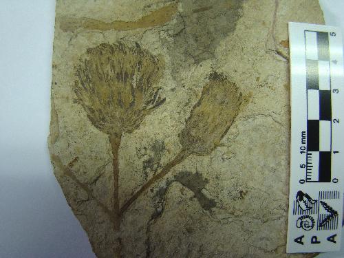 ����ֲ������ӹ�6600����ǰ����ʯײ��