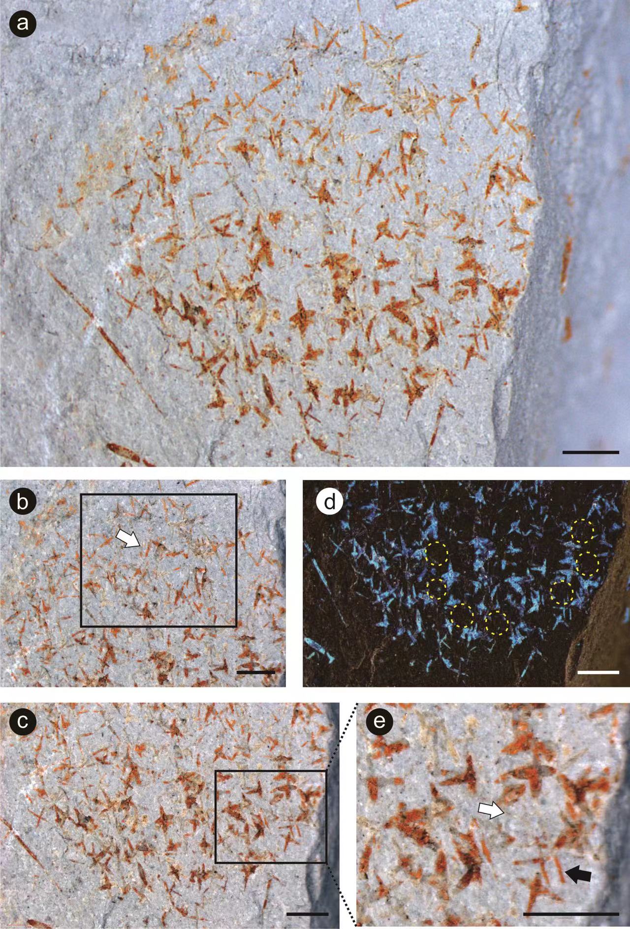 ���ϰ���-־���͹�����������غ��ද��Ⱥ�о��½�չ