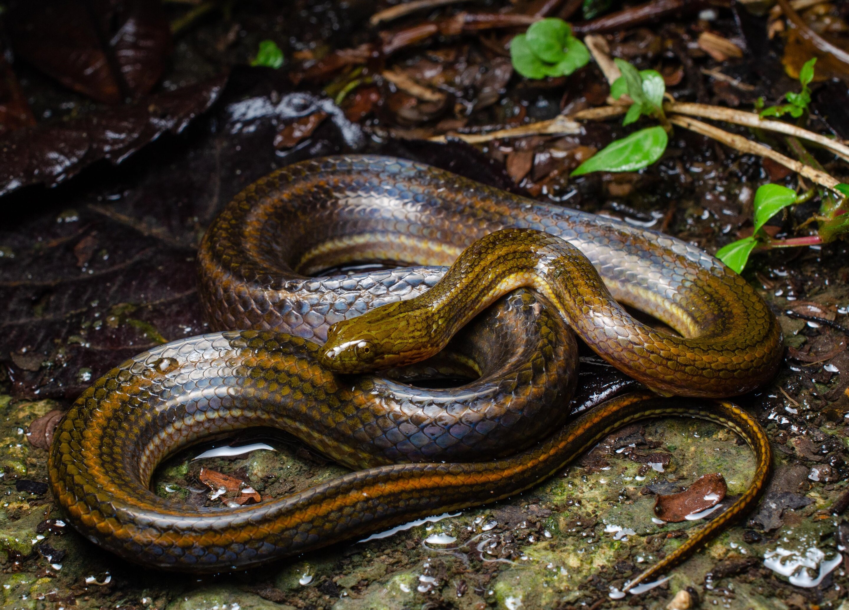 聚焦泥蛇:研究揭示了东南亚神秘蛇类家族的进化秘密