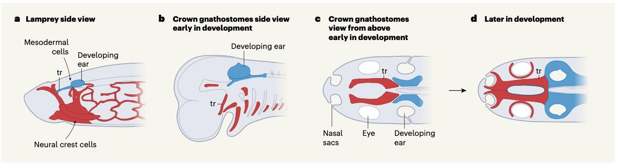 �ż�׵����־���о�Ա�����ڡ���Ȼ��������������ά��­�о��ɹ�������������