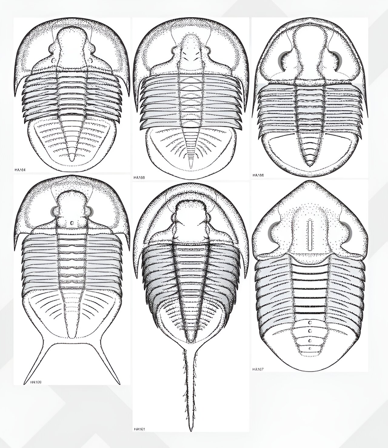 ���Ĵ����ǿ�����صĵ���������������µ���Ҷ��