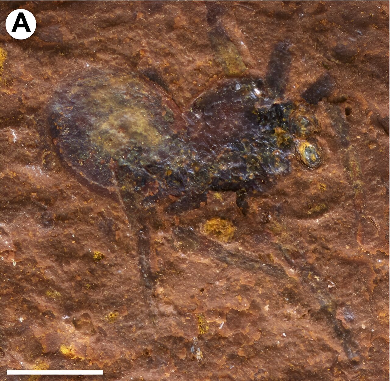 һֻ���뻯ʯ1500������ó�