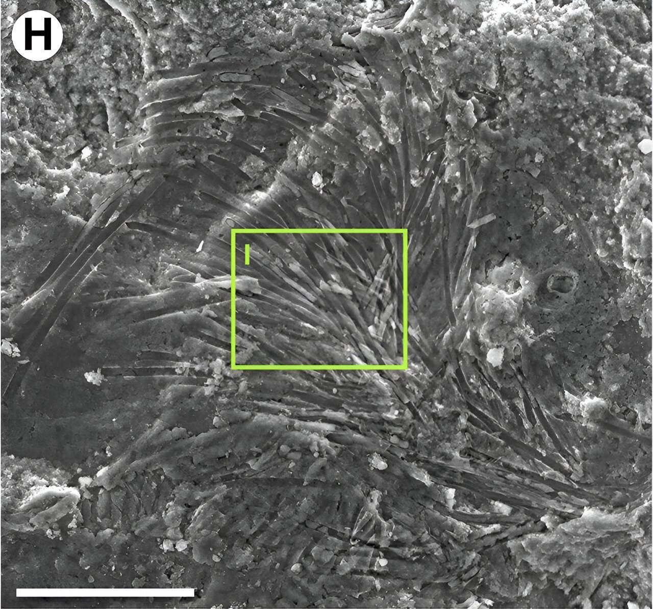 һֻ���뻯ʯ1500������ó�