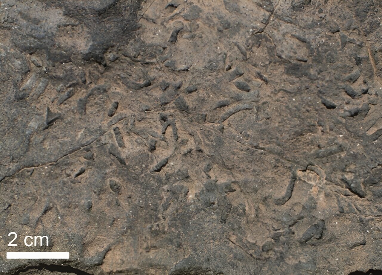 埃迪卡拉纪化石揭示了导致地球生命扩张的生物矿化起源