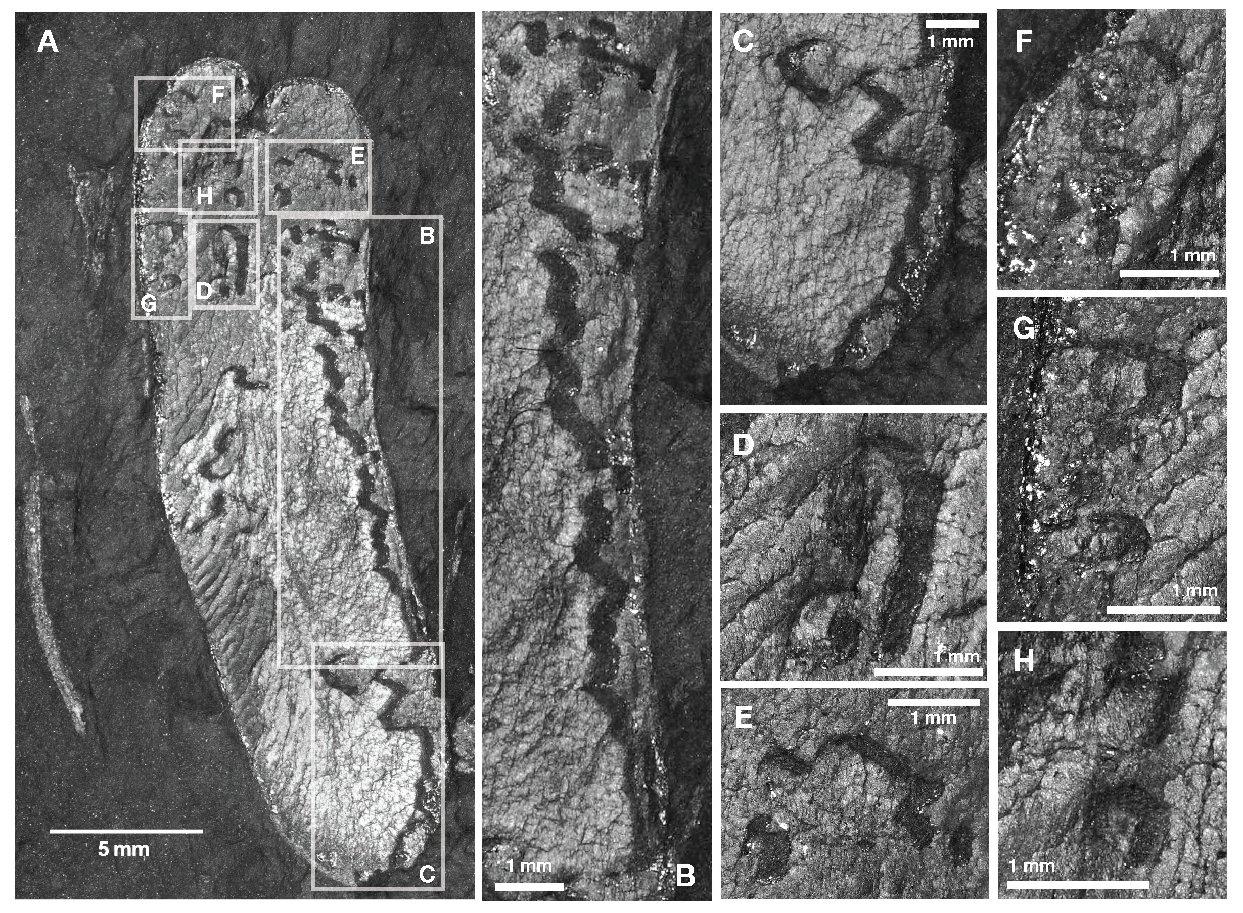 3.12亿年前的化石揭示了昆虫的行为和进化