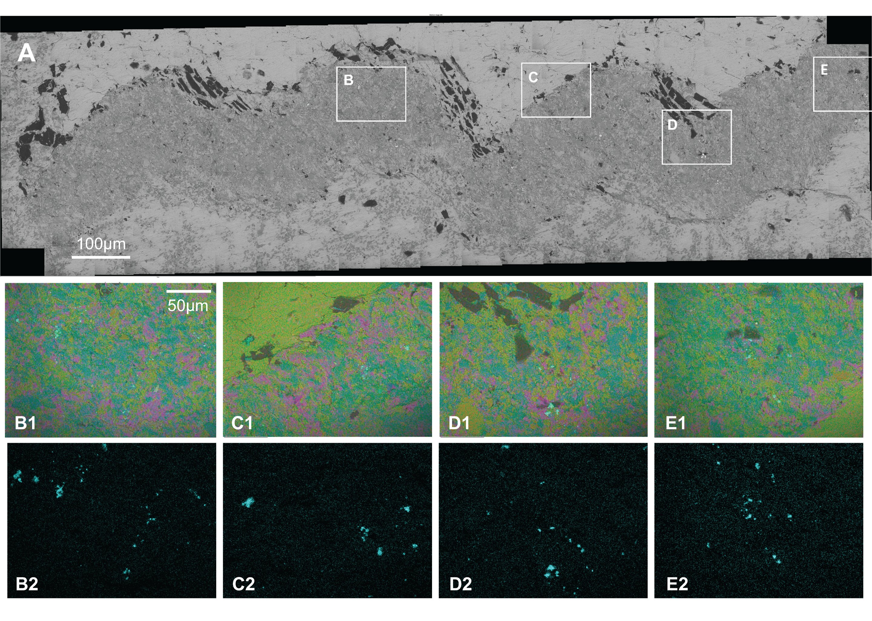 3.12亿年前的化石揭示了昆虫的行为和进化