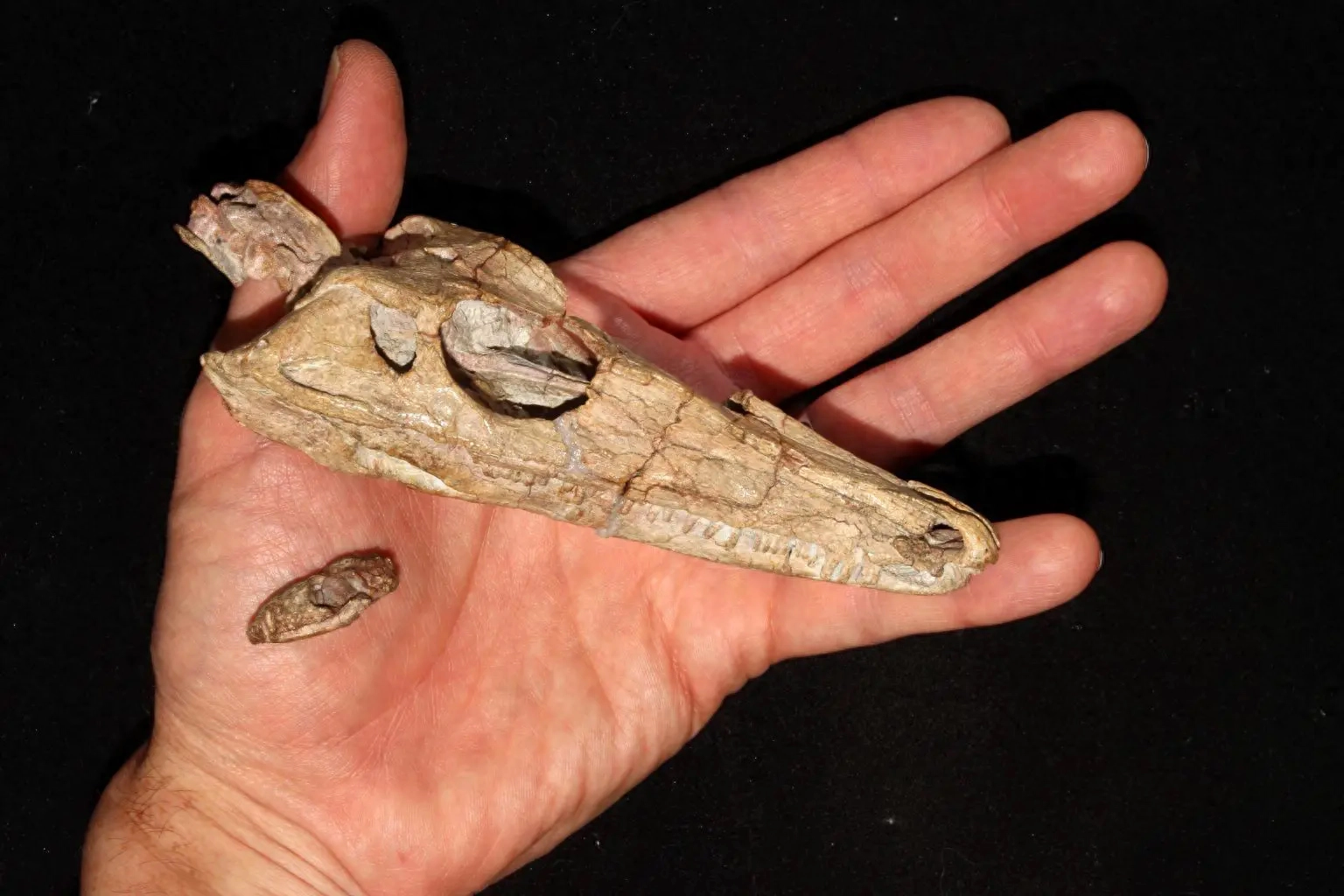 �ڴ�������Ҵ������Ĳ��鶯�������