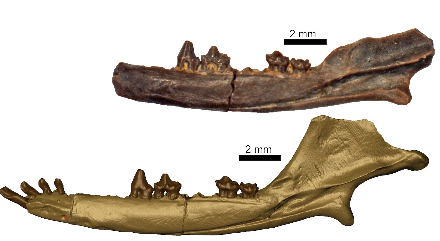 Ѱ������������ϵĲ��鶯�ﻯʯ�ľ���������20����70�����ѧ��ս��