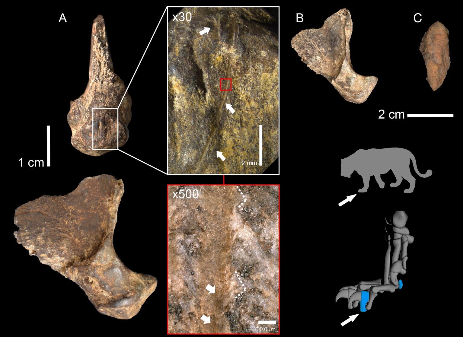 �о���ʾ�ᰲ��������ɱΣ�յĶ�Ѩʨ��