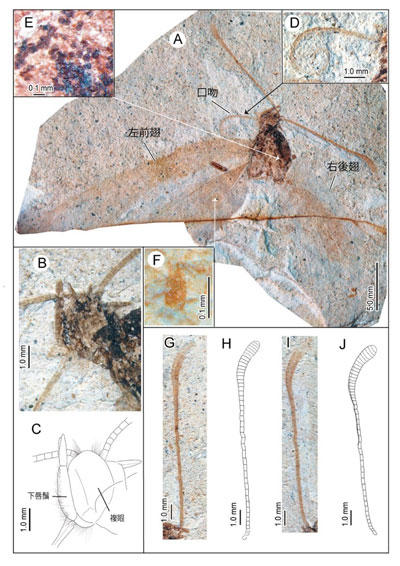 日本报告350万年前的新品种蝴蝶化石- 化石网