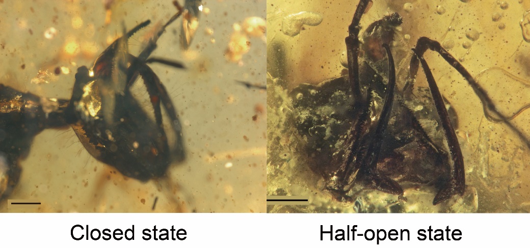 ���޼�׵������˶��ؽ�ȡ���½�չ